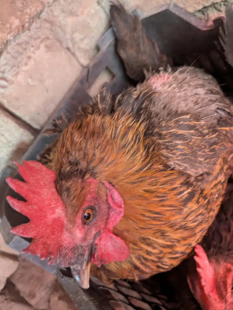 Desi hens — photo 12