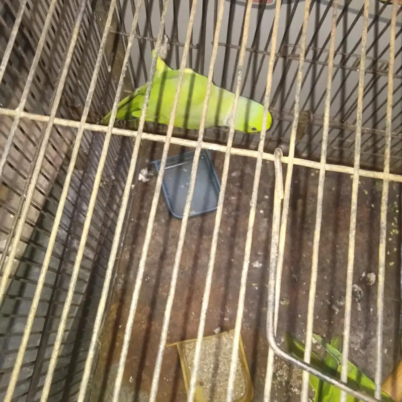 full breeding pain — photo 2