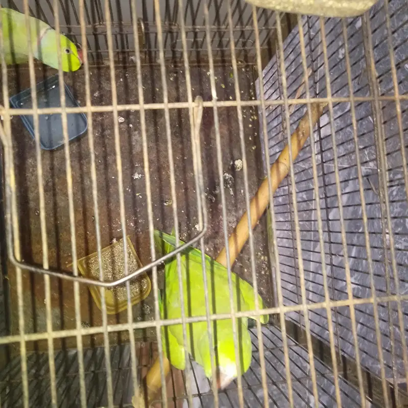 full breeding pain — photo 3