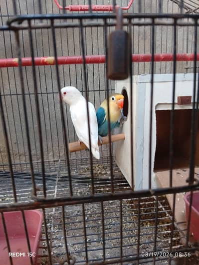 Love birds