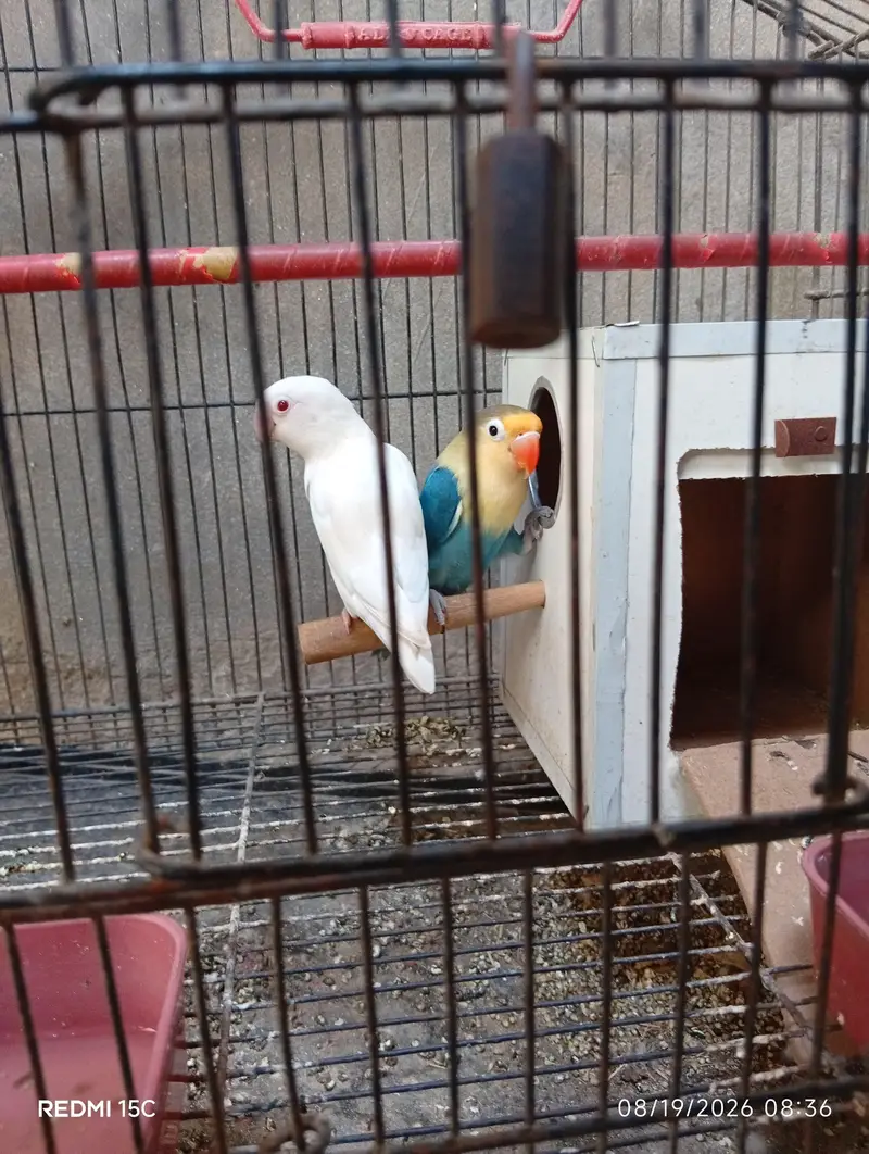 Love birds