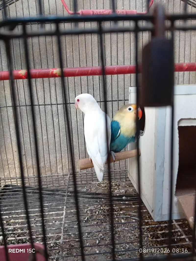 Love birds — photo 2