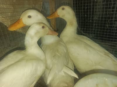 0.3. 0.6. 0.5. 4.1. 0.0. 4 white beautiful ducks like decoration piece.