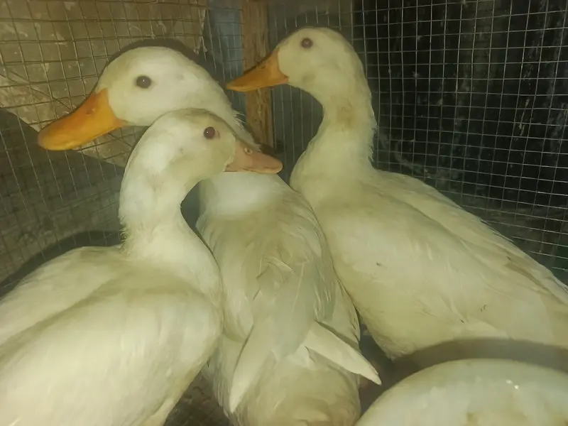 0.3. 0.6. 0.5. 4.1. 0.0. 4 white beautiful ducks like decoration piece.