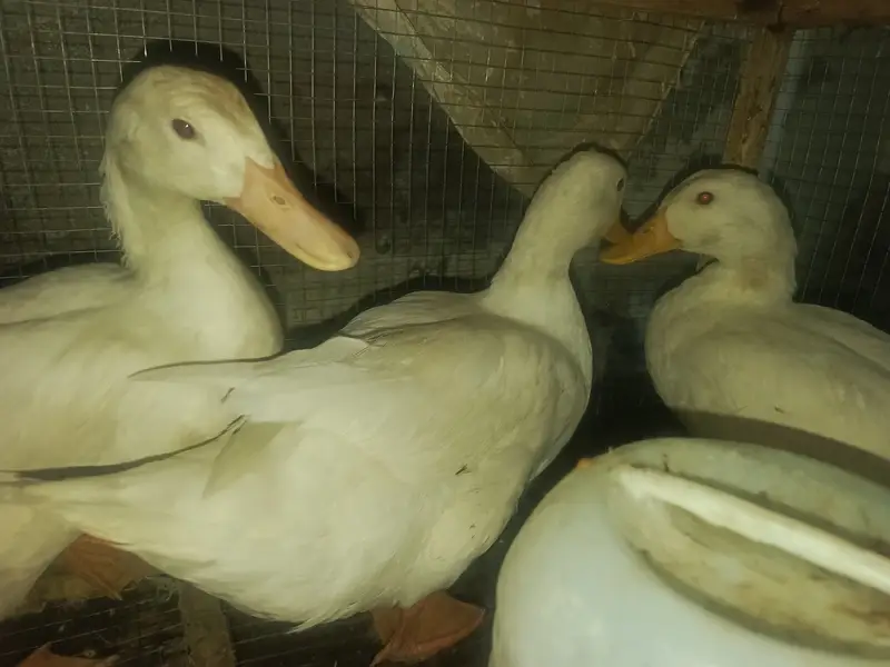0.3. 0.6. 0.5. 4.1. 0.0. 4 white beautiful ducks like decoration piece. — photo 2