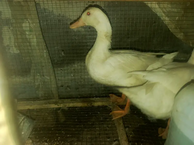 0.3. 0.6. 0.5. 4.1. 0.0. 4 white beautiful ducks like decoration piece. — photo 3