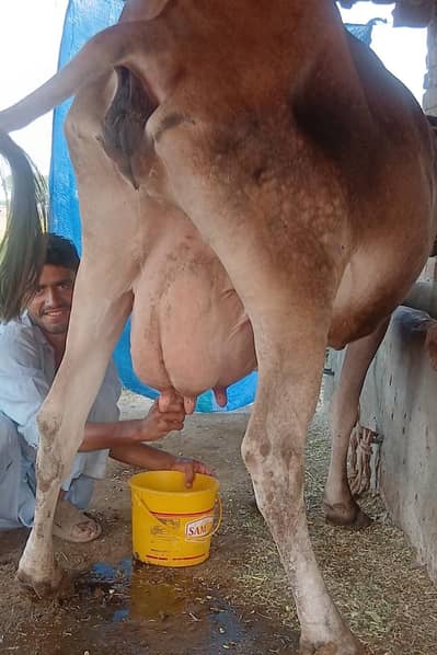 2sra wara pure jarsi imported(brown swiss) cow for sale