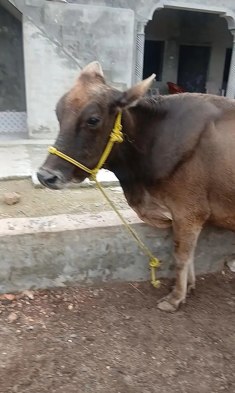 2sra wara pure jarsi imported(brown swiss) cow for sale — photo 2