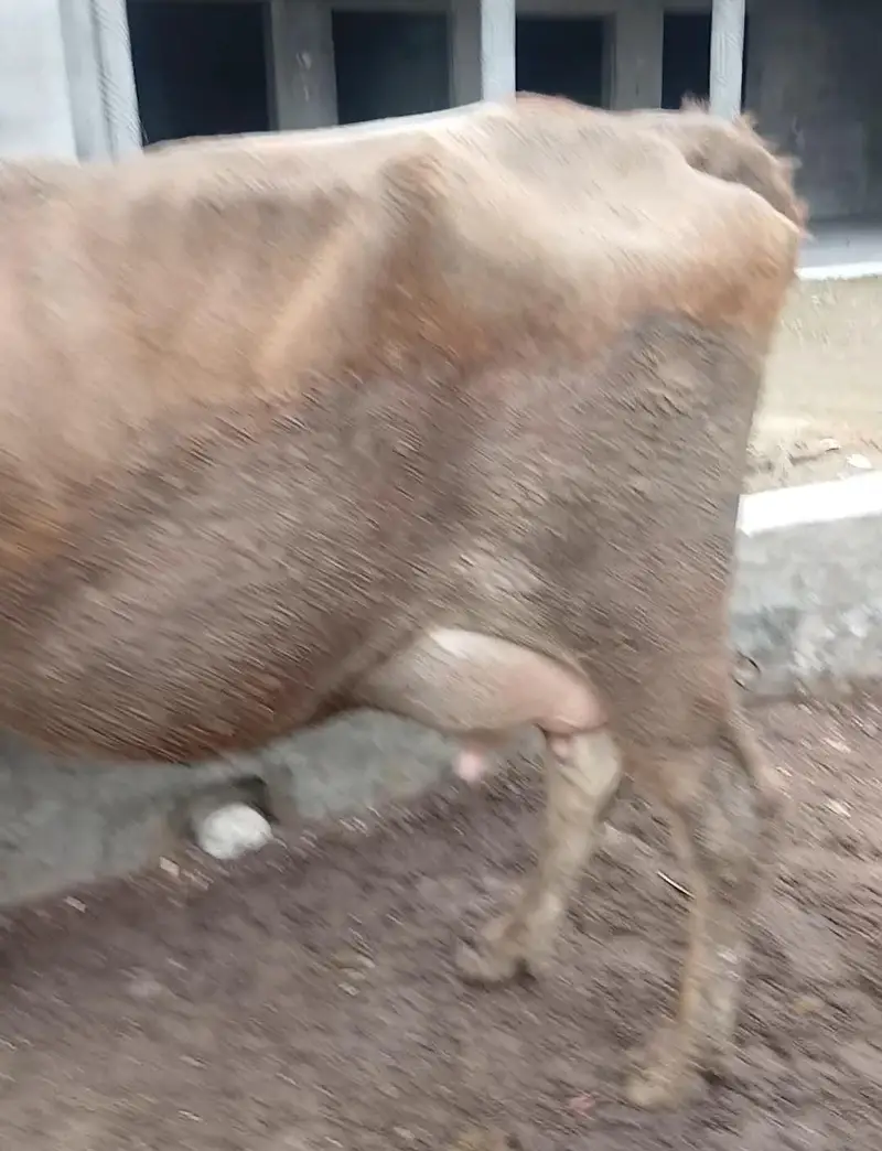 2sra wara pure jarsi imported(brown swiss) cow for sale — photo 3