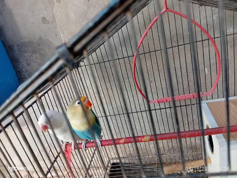 Love birds — photo 3