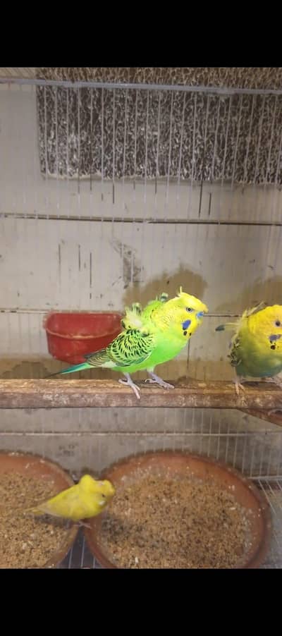 nice Bird