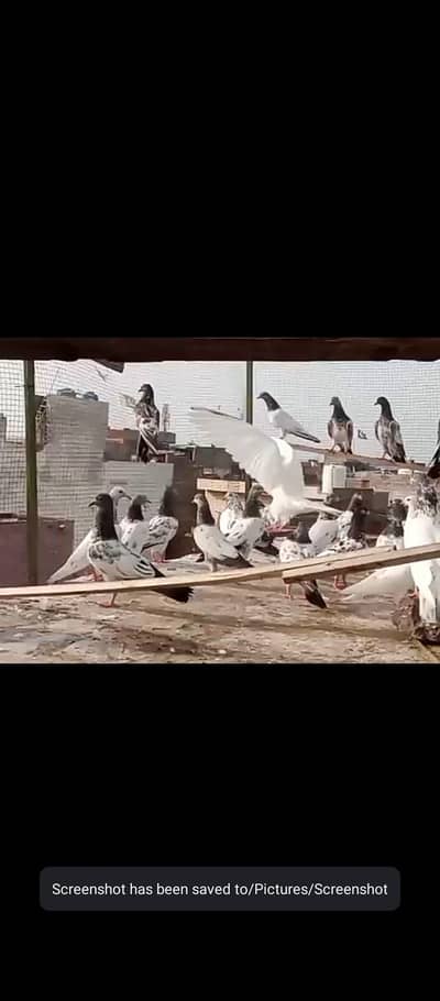 32 pigeaon for sell urgent mix