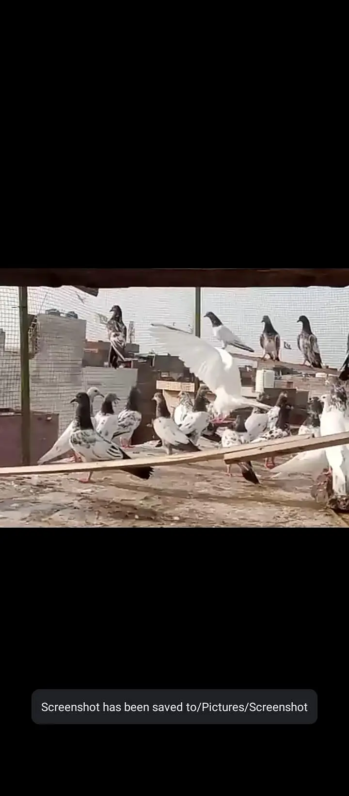 32 pigeaon for sell urgent mix