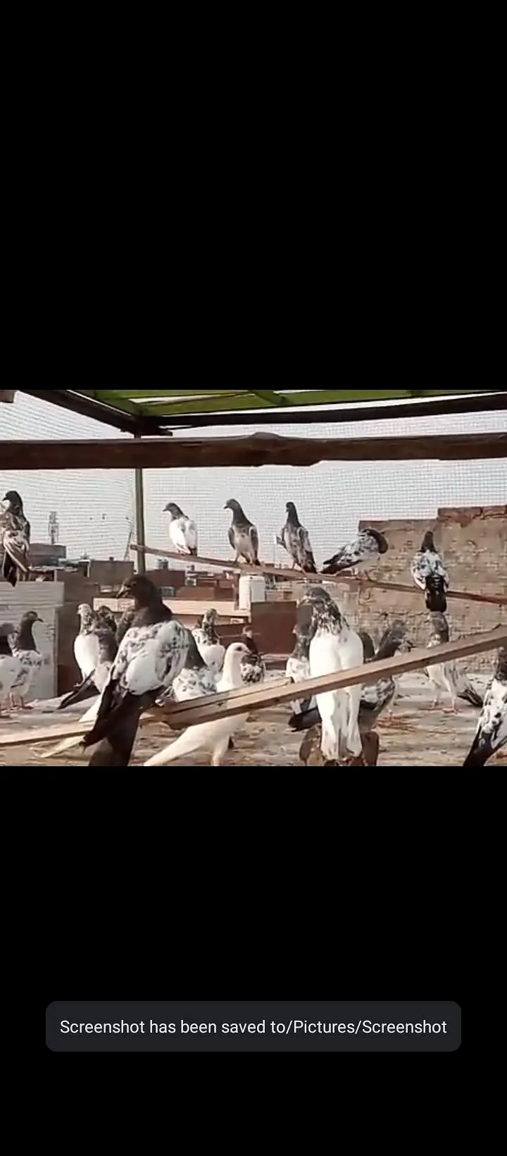 32 pigeaon for sell urgent mix — photo 2