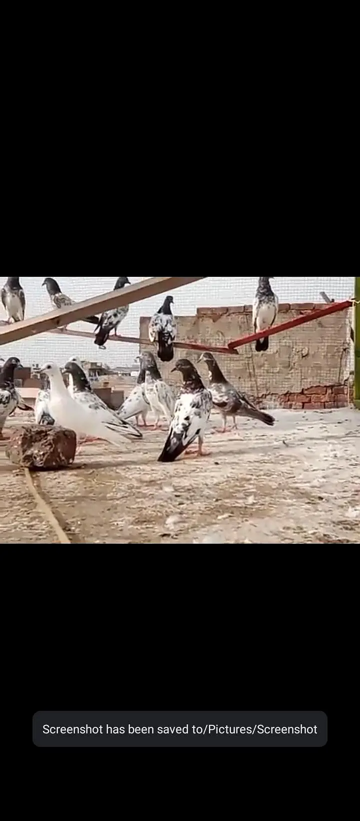 32 pigeaon for sell urgent mix — photo 3