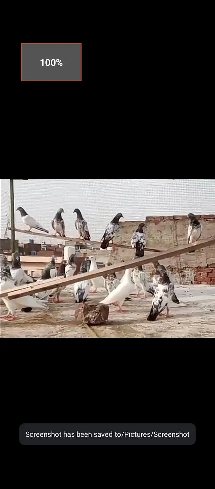 32 pigeaon for sell urgent mix — photo 4