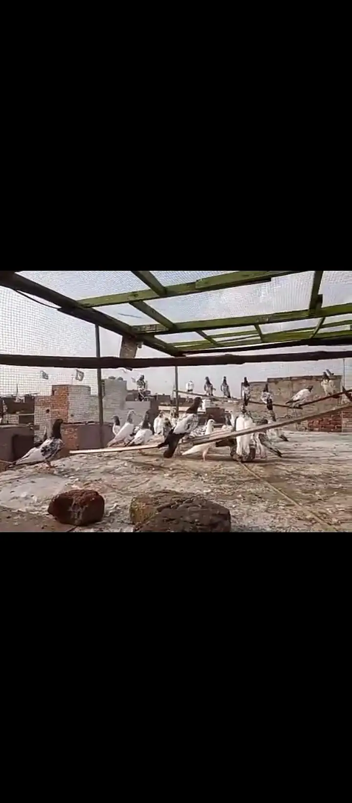 32 pigeaon for sell urgent mix — photo 5