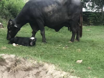 Buffalo for sale