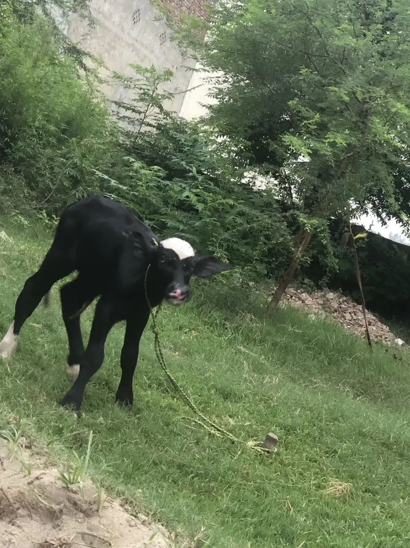 Buffalo for sale — photo 2