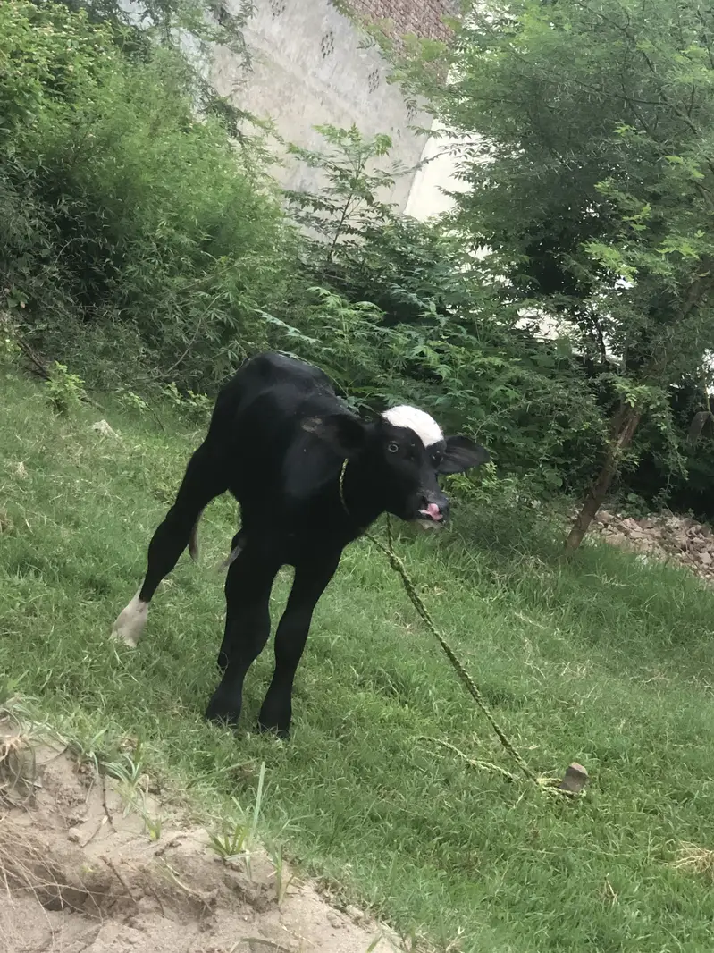 Buffalo for sale — photo 4