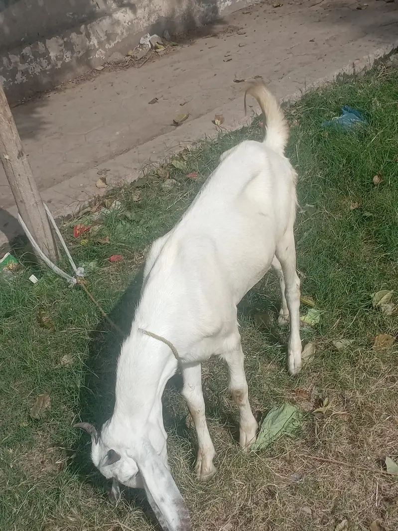 Dasi bakti 2 ma ki gaban ha — photo 2
