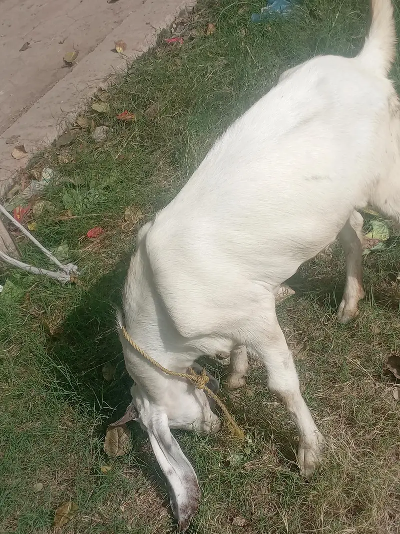 Dasi bakti 2 ma ki gaban ha — photo 3