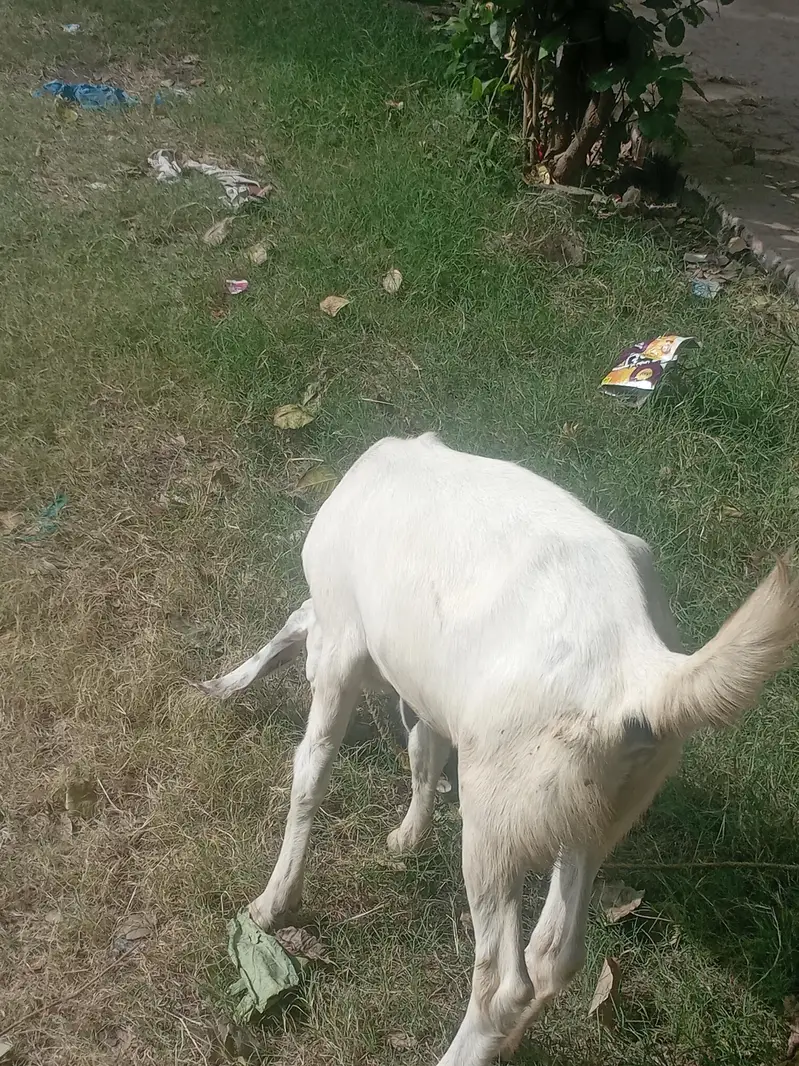 Dasi bakti 2 ma ki gaban ha — photo 4