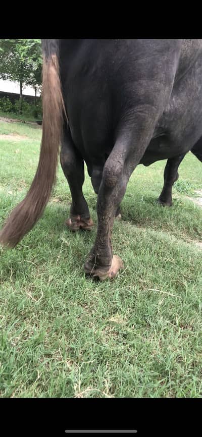 Buffalo for sale