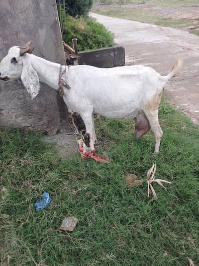 Rajan Poori bakri for sale