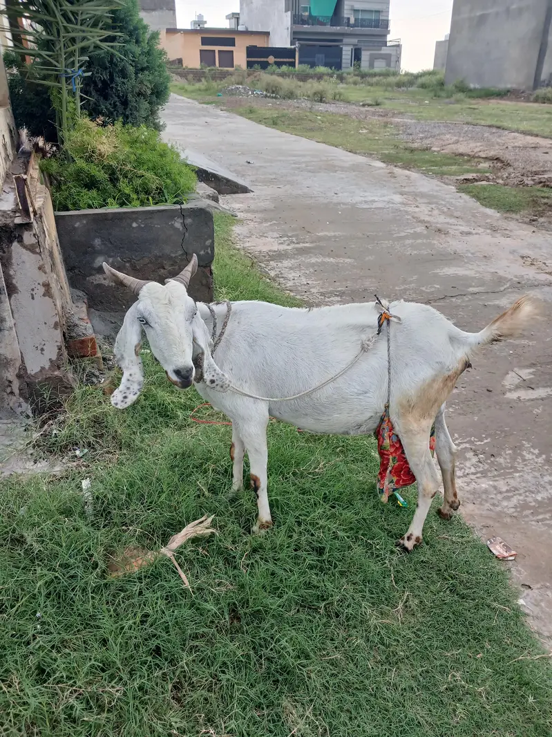 Rajan Poori bakri for sale — photo 2