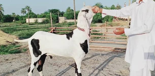 Bakra for sale call me+03228067847