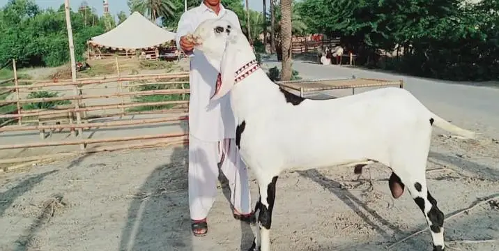 Bakra for sale call me+03228067847 — photo 2