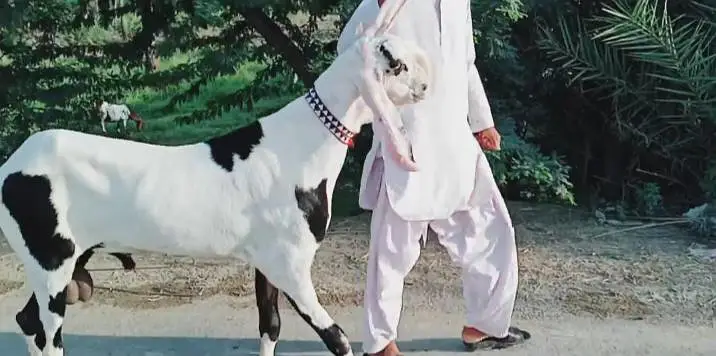 Bakra for sale call me+03228067847 — photo 3
