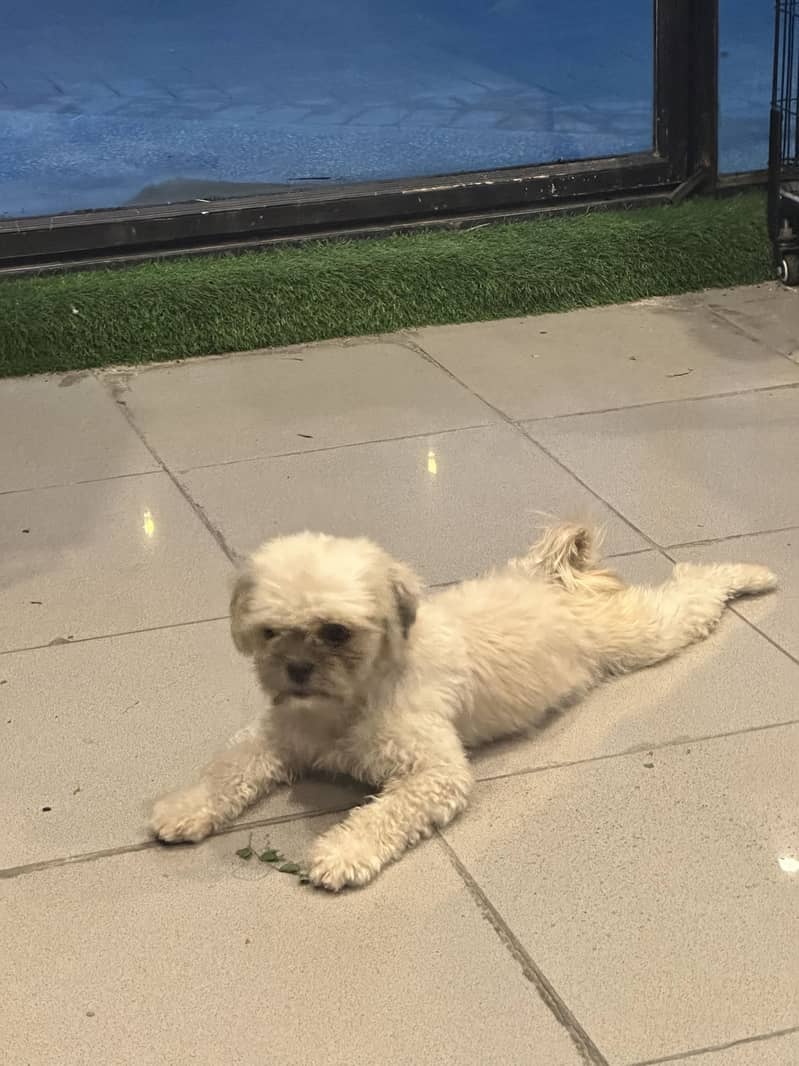 Teddy poodle 1