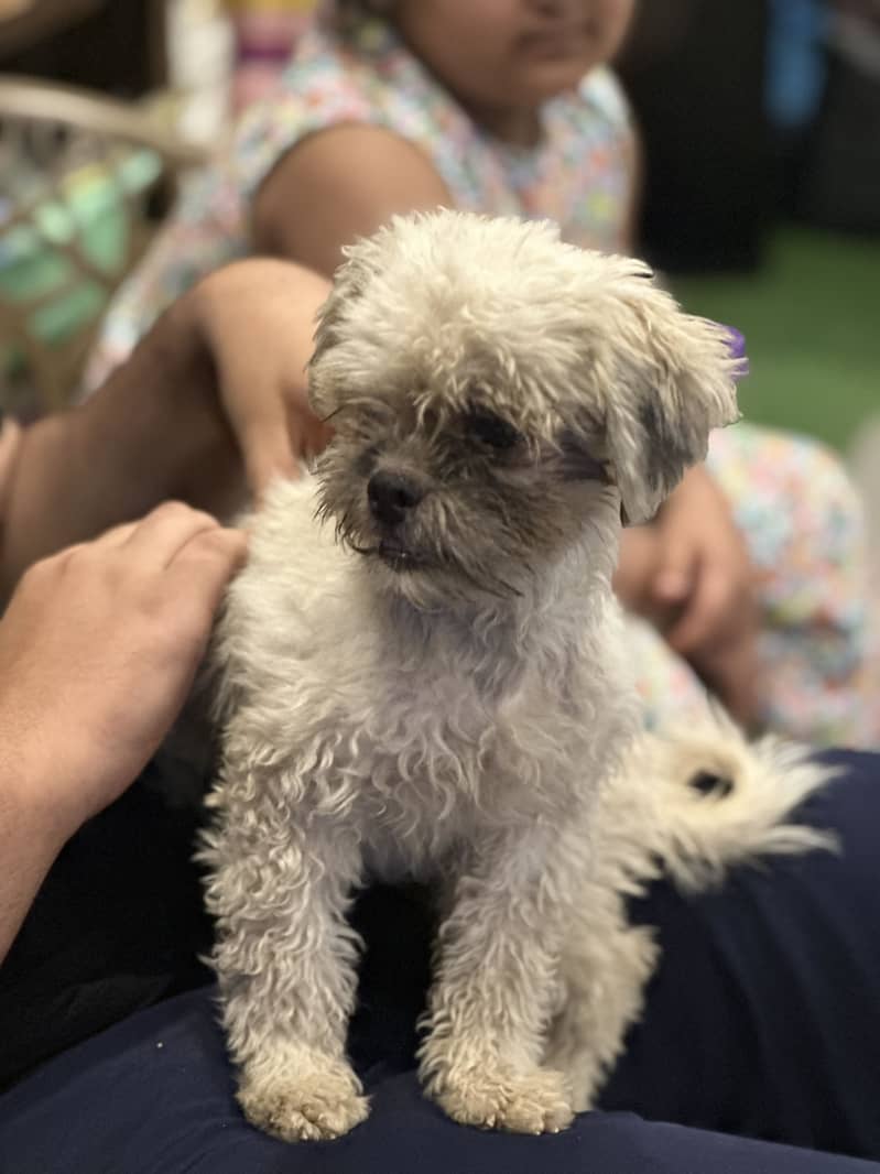 Teddy poodle 2