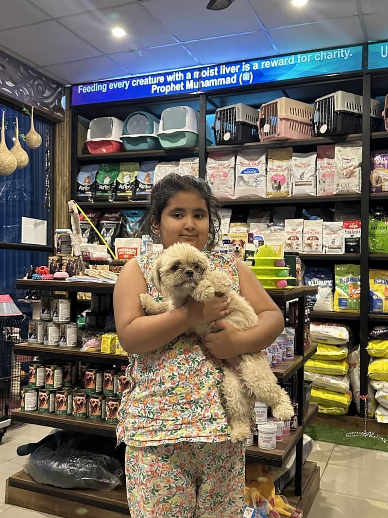 Teddy poodle 3