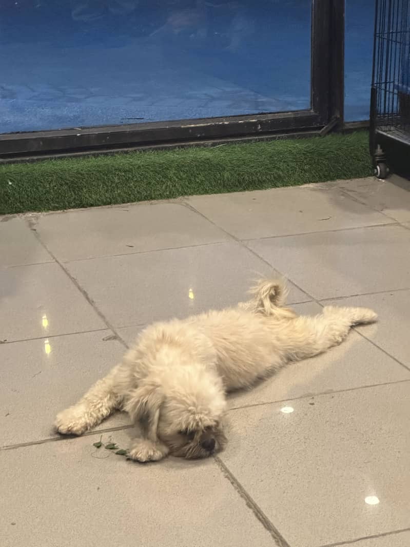 Teddy poodle 4
