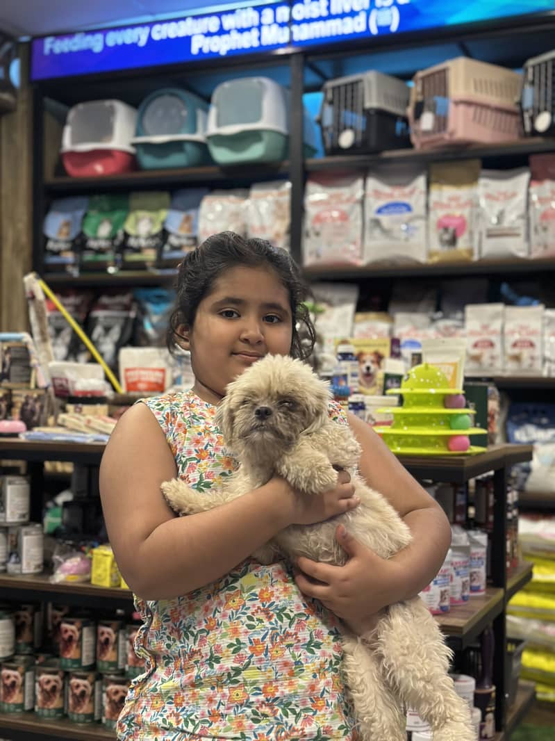 Teddy poodle 5