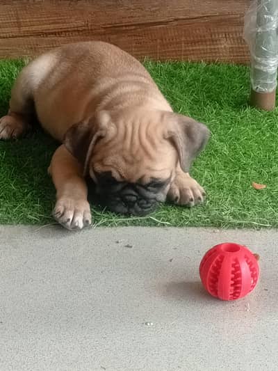 Cutest Pug male Puppy
