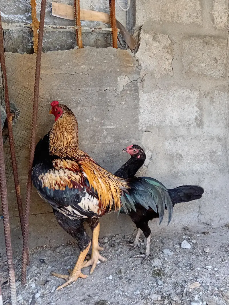 Aseel murgha murghi — photo 2