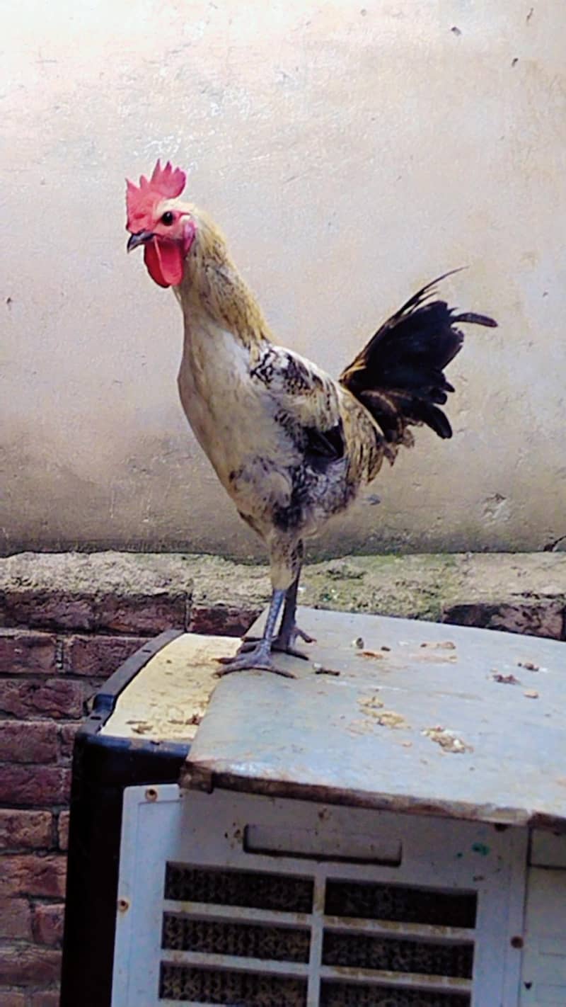 Desi murga 0