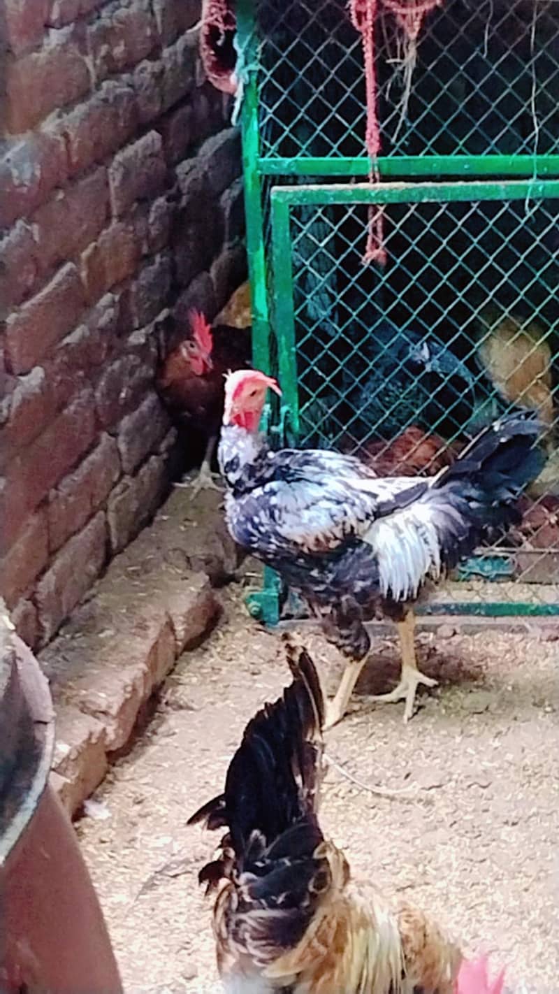Desi murga 3
