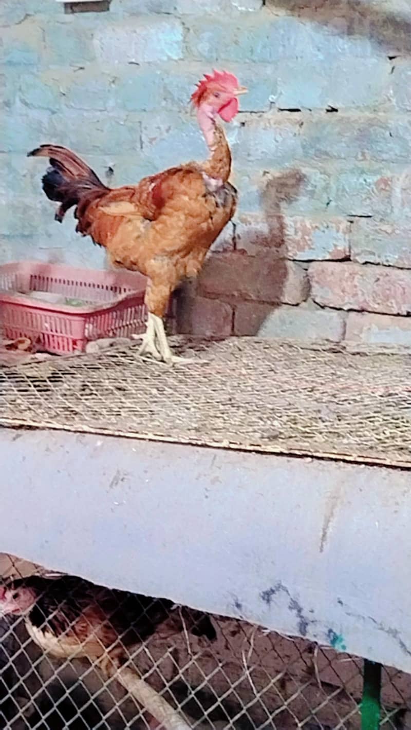 Desi murga 6