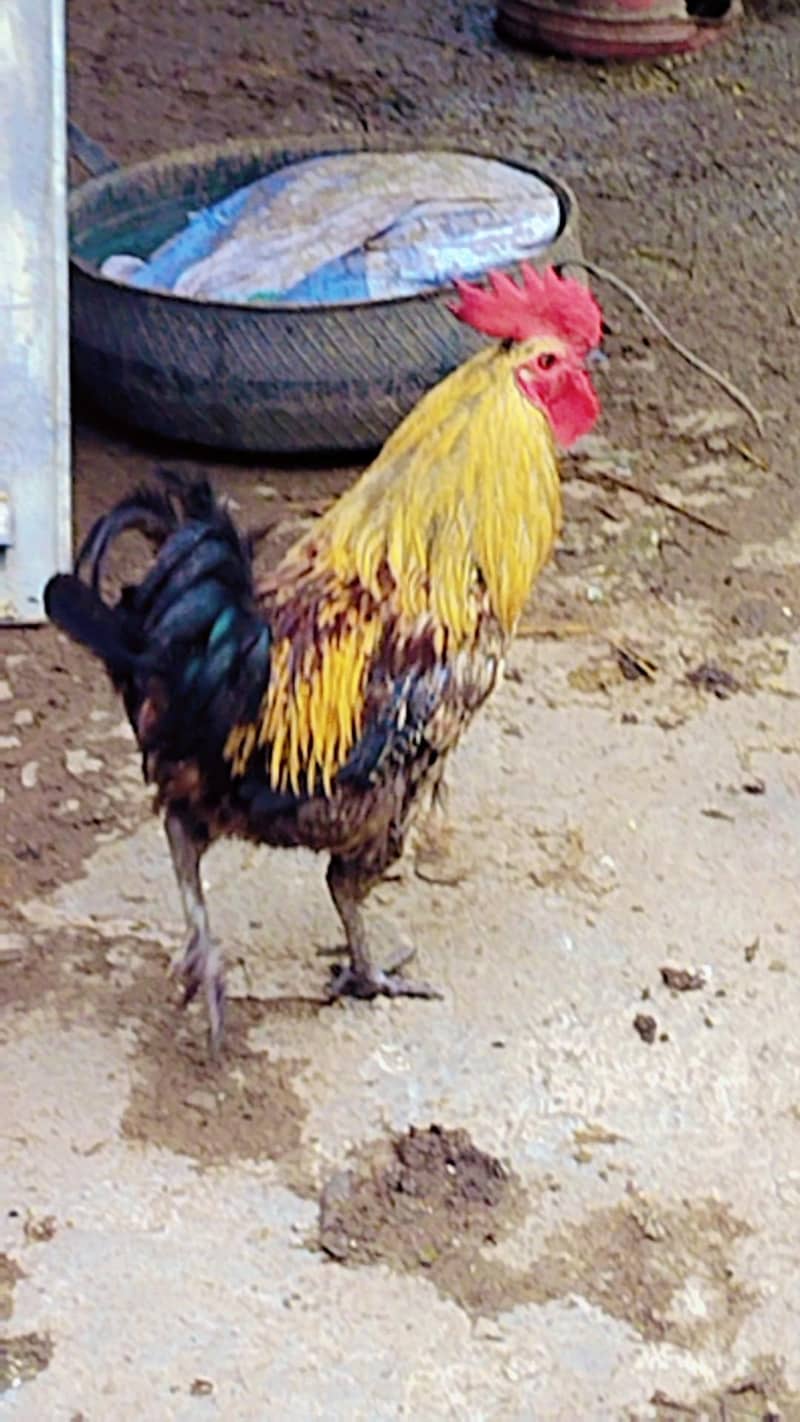 Desi murga 8