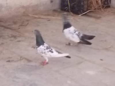 pegions