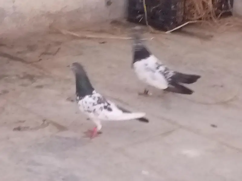 pegions