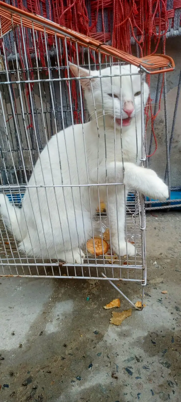 Russian Billa white clour — photo 7