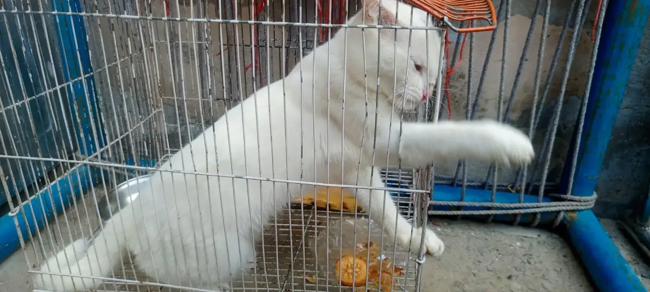 Russian Billa white clour — photo 10