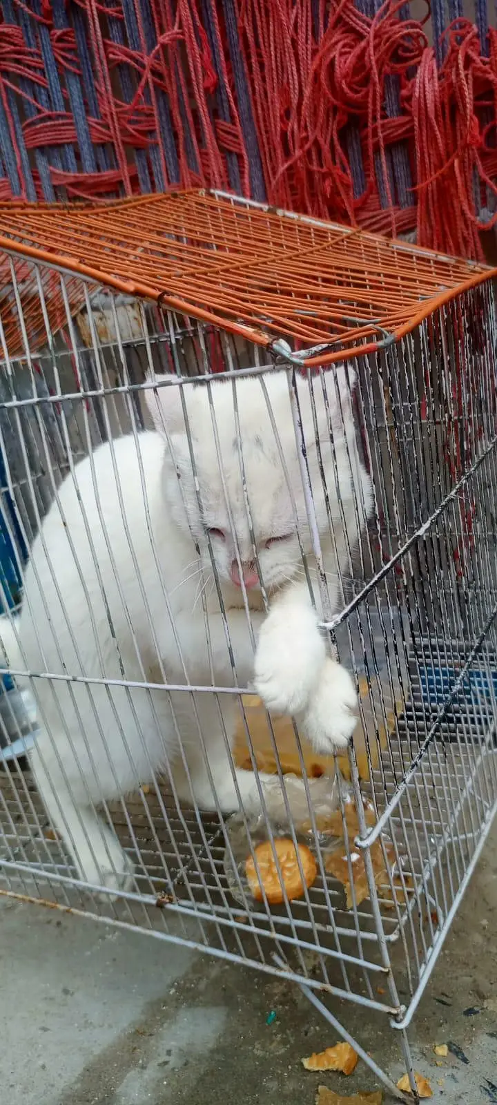 Russian Billa white clour — photo 11