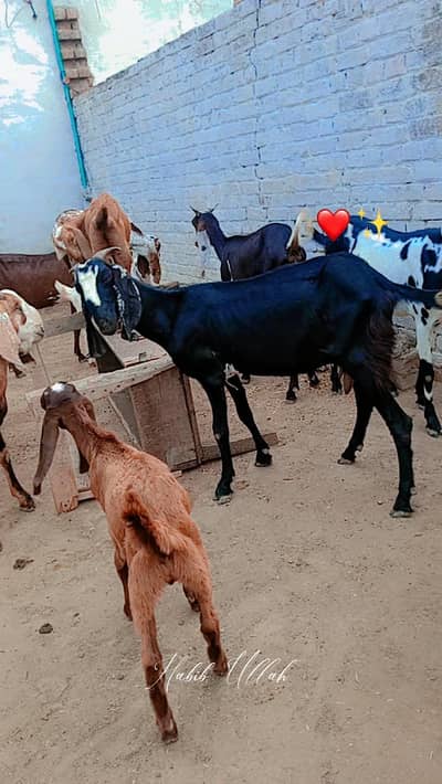 10 Goats For Sell (4 bakriyaan, 5 choty bachy, 1 Bakra)